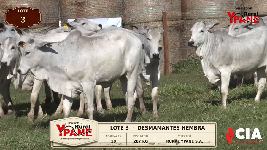 Lote Lote 3