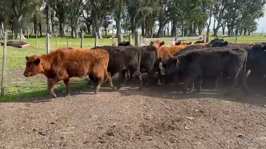 Lote 58 Terneras en Azul