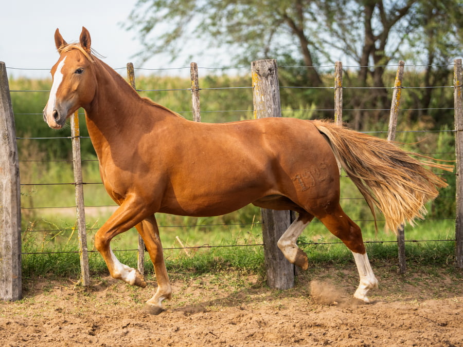 Lote Mañanera Polaina