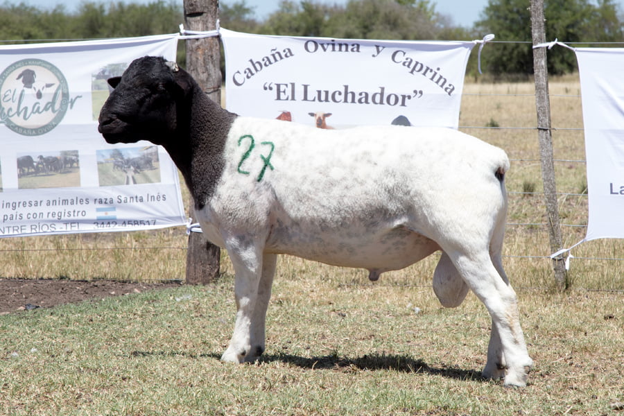 Lote OVINO DORPER MACHO PPC