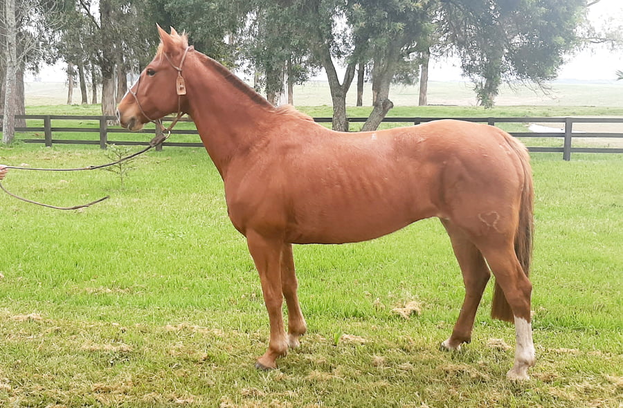 Lote Colmena 433 (RP 433) - Cabaña La Colmena