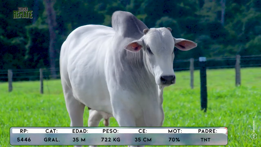 Lote Toros a remate en Tercer Remate Agroganadera Natalia, Concepción