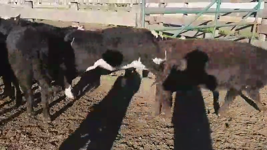 Lote 60 Terneras en Villaguay, Entre Ríos