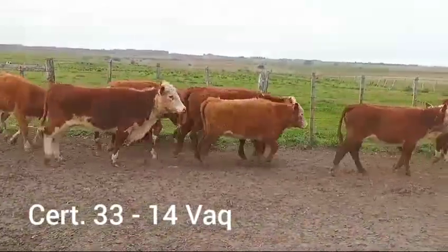 Lote VAQUILLONAS DE 1 A 2