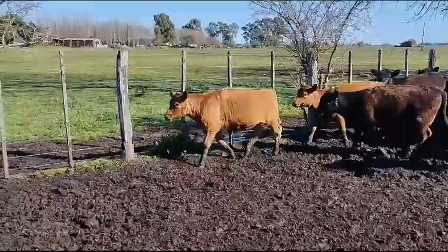 Lote 40 Terneros/as en Chascomús, Buenos Aires