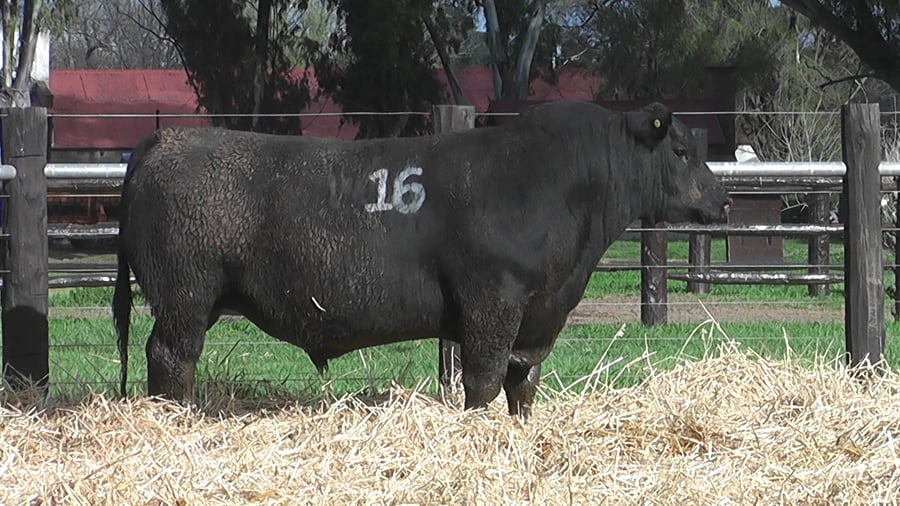 Lote TOROS ANGUS PUROS CONTROLADOS