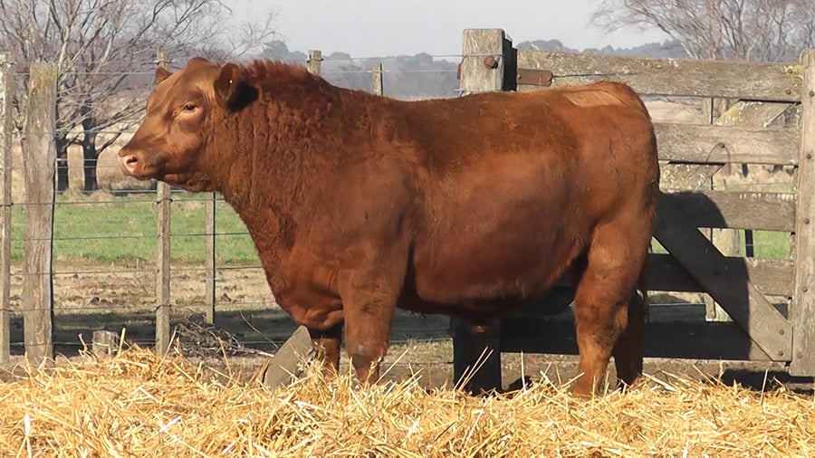 Lote TOROS PUROS POR CRUZA