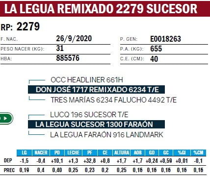 Lote TOROS ANGUS PURO DE PEDIGREE