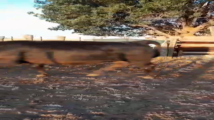 Lote 20 Terneros/as en Benito Juarez