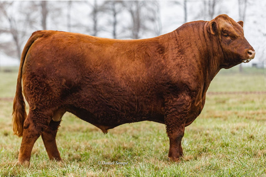 Lote TOROS PURO DE PEDRIGREE