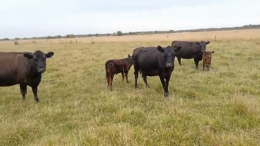Lote 20 Vacas usadas AL CORTE