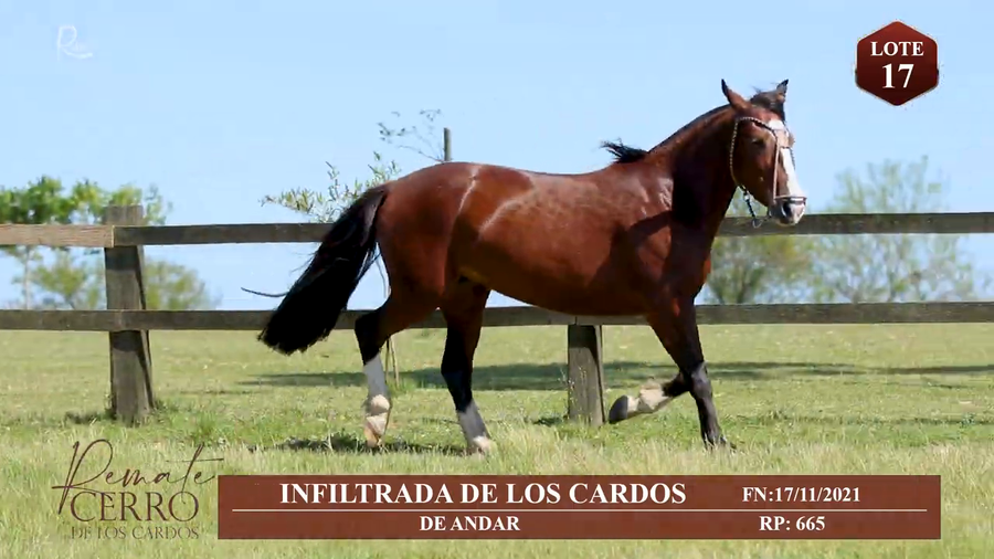 Lote INFILTRADA DE LOS CARDOS