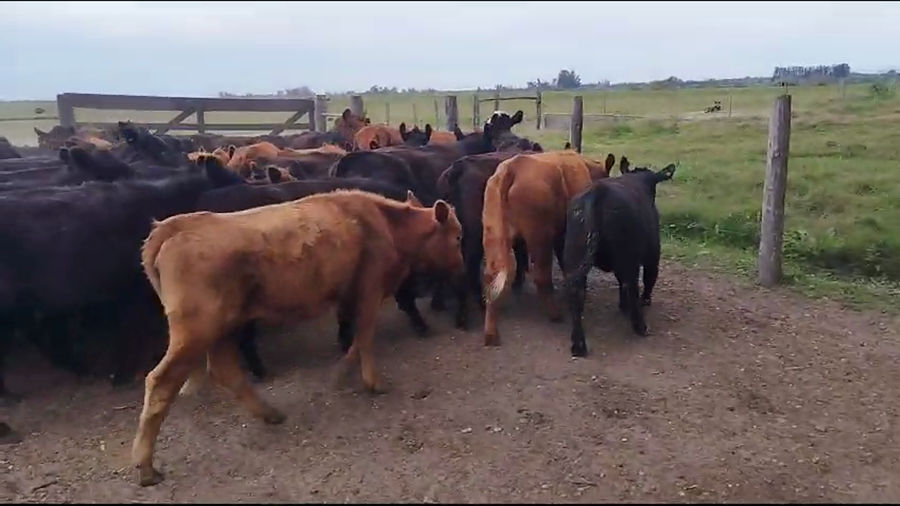 Lote 50 Vaquillonas en Concepción del Uruguay, Entre Ríos