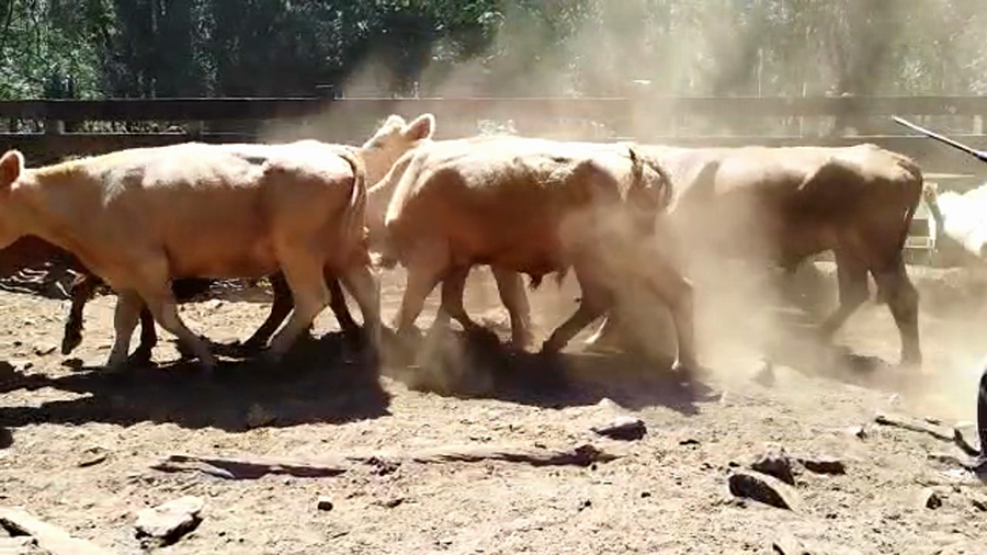 Lote 45 novillos en  Rivera