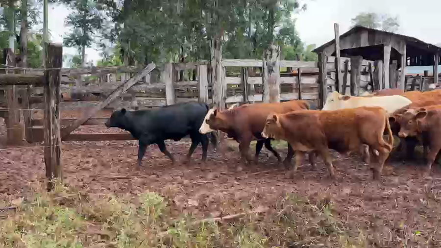 Lote 40 Nov/40 Vaq