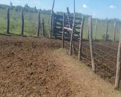 Lote 110 Vaquillonas en San Luis del Palmar, Corrientes