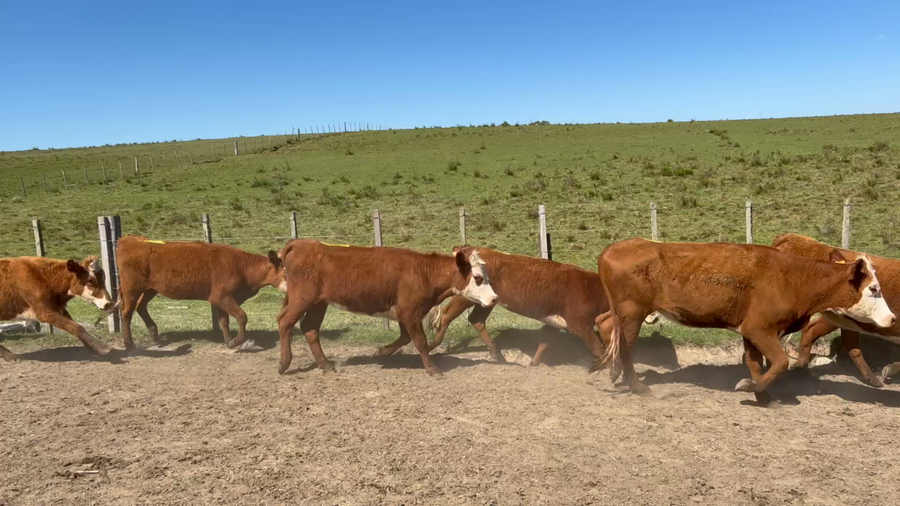 Lote 230 Vaquillonas 1 a 2 años en Cuchilla del Ombú, Tacuarembó