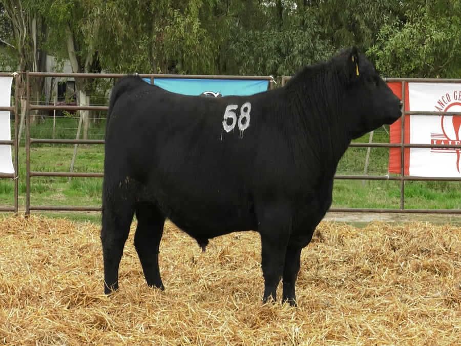 Lote TOROS ANGUS NEGROS PC