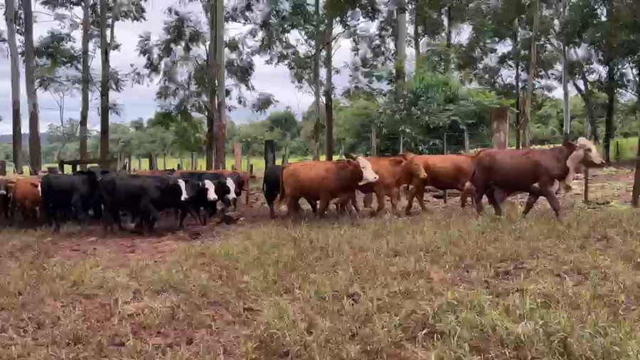 Lote 40 Nov/40 Vaq
