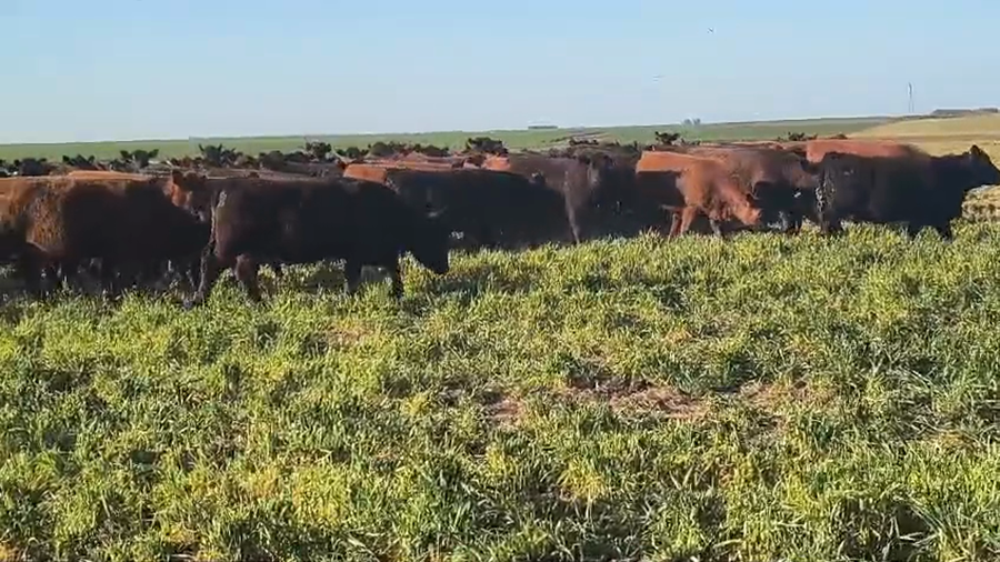 Lote 269 Vaquillonas c/garantía de preñez  en Buenos Aires, Carhue