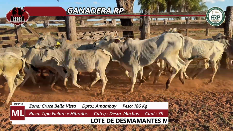 Lote GANADERA RP