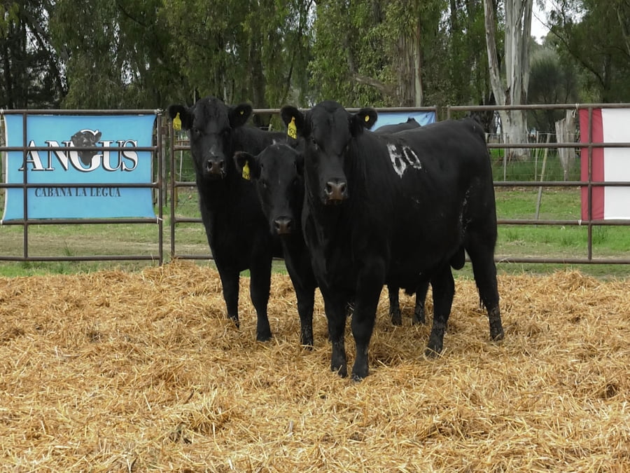 Lote TOROS ANGUS NEGROS PC