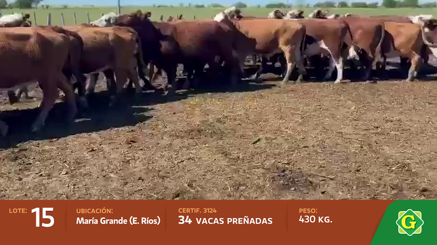 Lote Vacas preñadas en Maria Grande