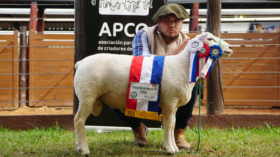 Lote Texel Expo Internacional 2022 - Lote 37