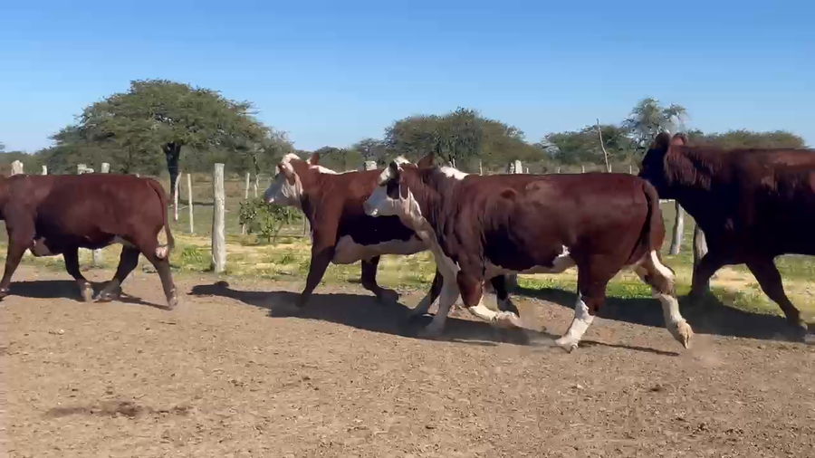 Lote 5 Faena