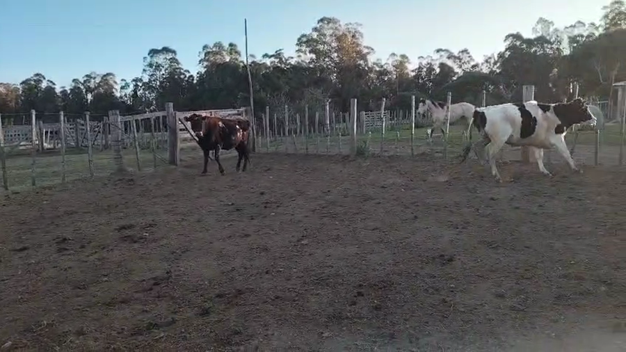 Lote 2 Novillos a remate en Pantalla Aniversario - Escritorio Camy, San José