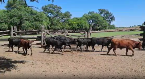Lote 150 Terneros