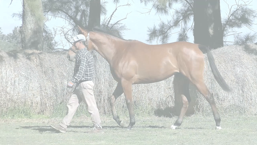 Lote BIENVENIDA EMOTION (EMOTION ORPEN -  STELLA D'IMPERIO)