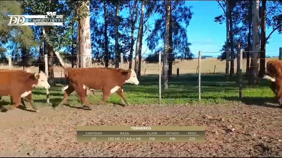 Lote 40 Terneros 32 HE; 8HExRA a remate en 6º Expo Nacional Hereford 242kg -  en Tiatucura