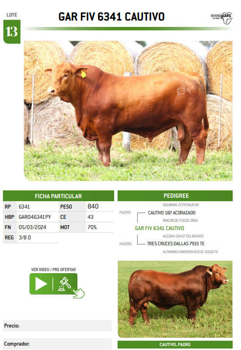 Lote LOTE 13