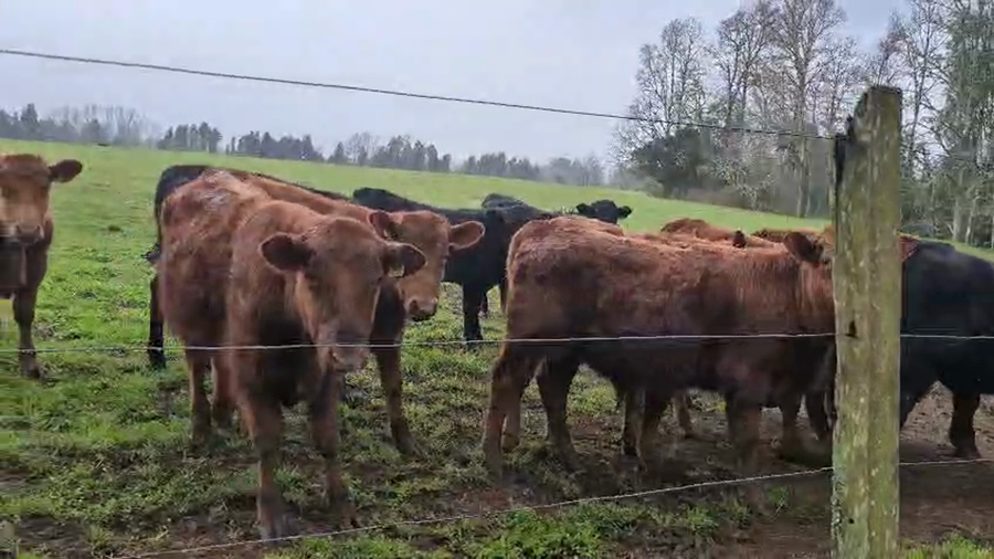 Lote 65 Ternero en Mariquina, XIV Región Los Ríos