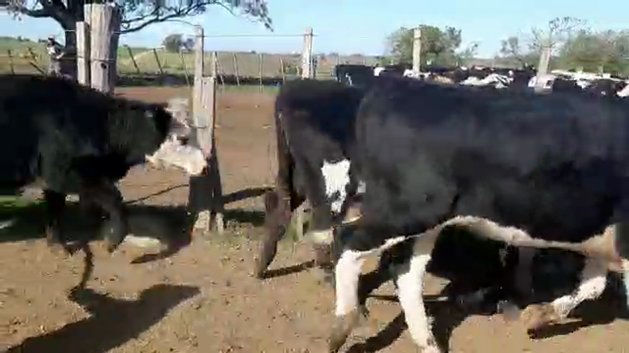 Lote (Vendido)25 Vaquillonas 1 a 2 años ANGUS Y CRUZAS a remate en Pantalla Camy Mayo - Desde La Cuenca 260kg - , San José