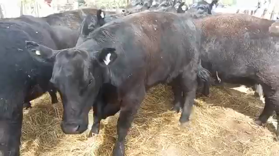 Lote "Corral 198 Vaq. Angus MAS y Generales Preñadas ""SUC. DE GOTI"""