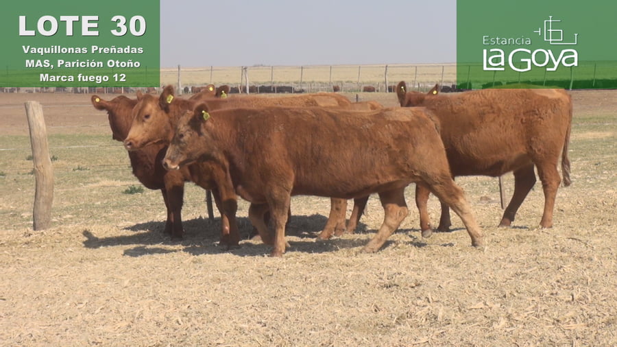 Lote VAQUILLONAS PREÑADAS MAS PARICIÓN OTOÑO