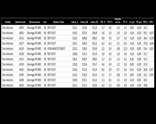 Lote 12 Borregas a remate en La Señal del Futuro , Tacuarembó