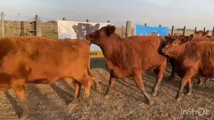 Lote 46 Vaquillonas C/ gtia de preñez