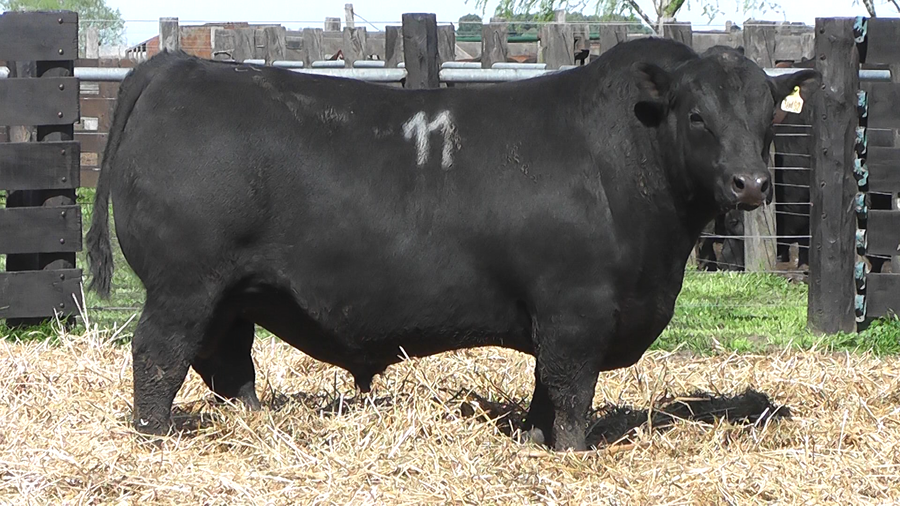 Lote TOROS ANGUS PURO CONTROLADO