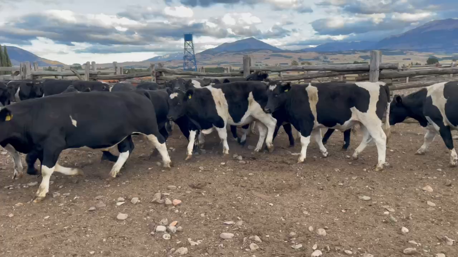 Lote 40 Novillo Engorda en Coyhaique, XI Región Aysén