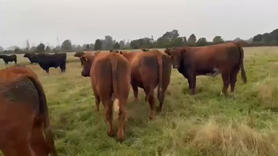 Lote 44 Novillo Gordo en Purranque, X Región Los Lagos