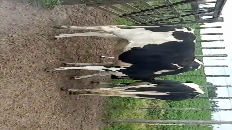 Lote (Vendido)3 Vaquillonas 1 a 2 años holando a remate en 5to remate por pantalla ENTRE MARTILLOS 450kg -  en san ramon