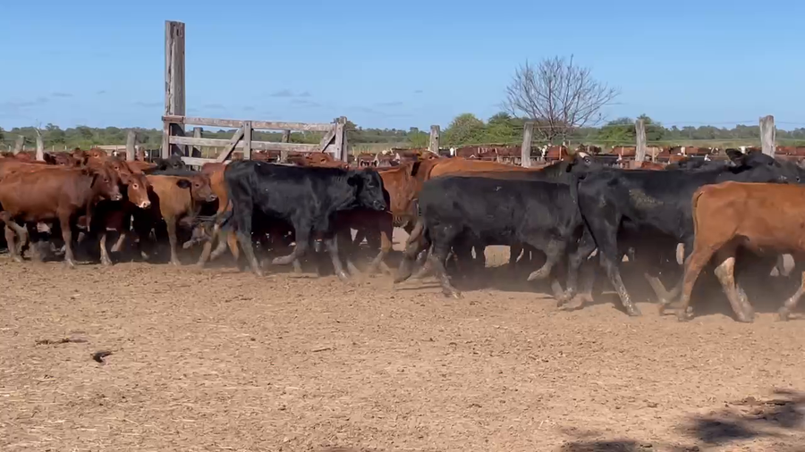 Lote 100 Vaquillonas en Ibarreta, Formosa