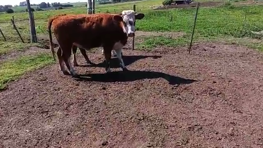 Lote 2 Terneras HEREFORD a remate en PANTALLA CAMY - SAN JOSE  1500 VACUNOS 250kg - , San José
