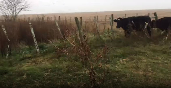 Lote 5 Novillos en Soriano