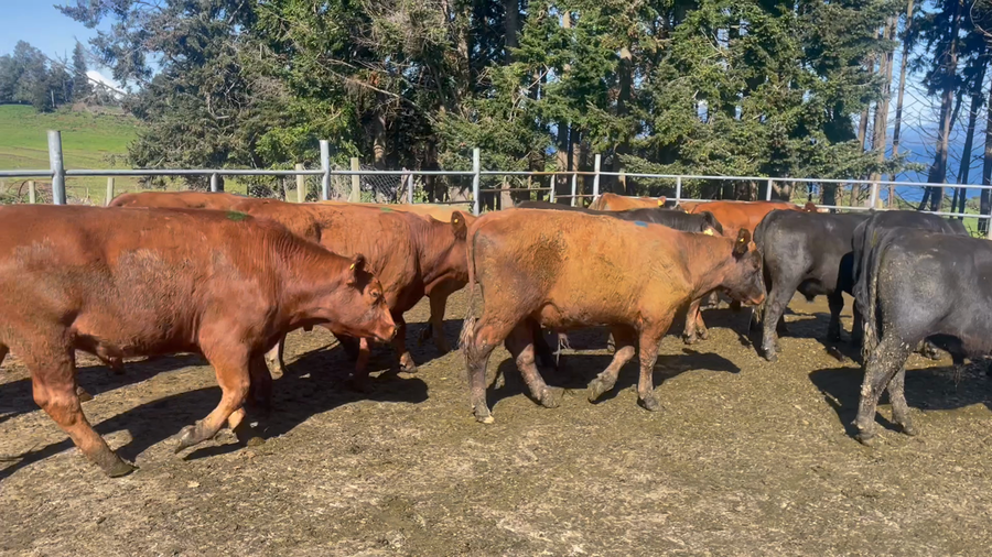 Lote 96 Novillo Engorda en Puerto Varas, X Región Los Lagos