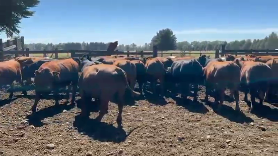 Lote 40 Novillo Gordo en Osorno, X Región Los Lagos