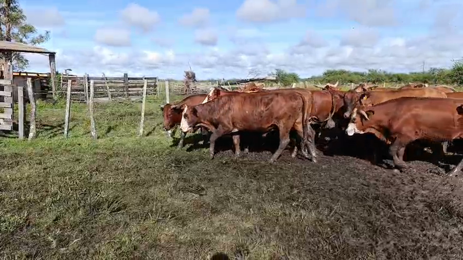 Lote 55 Novillos en Corrientes, Mercedes
